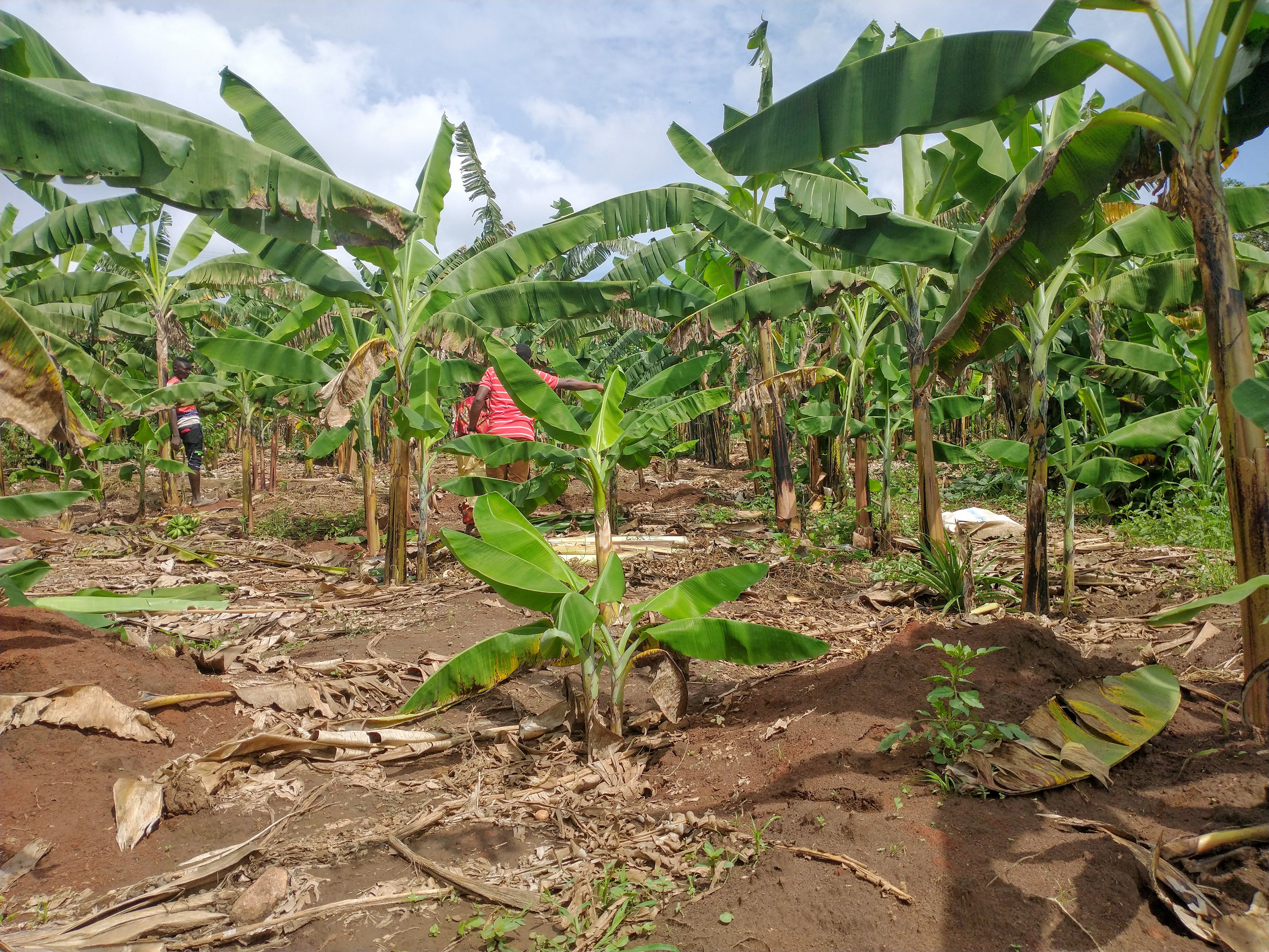 A banana shamba in Uganda