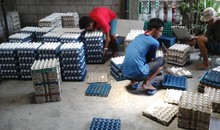 Farmhands organizing eggs in the Philippines