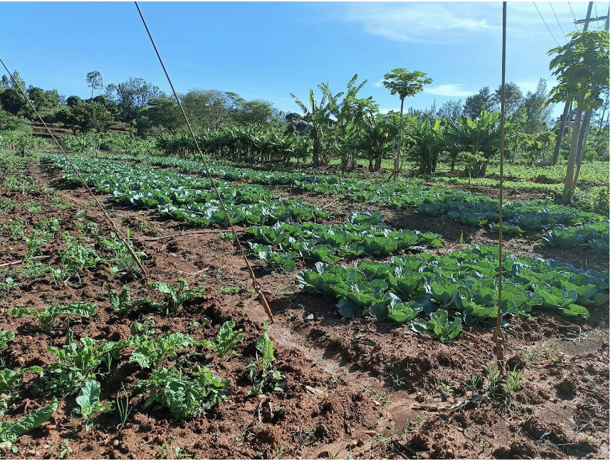 A farm in Makueni County practicing Regenerative Agriculture
