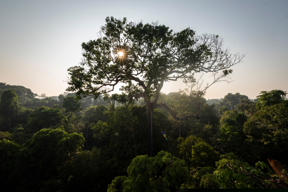 Shutterstock photo of trees in a forest where the sun is setting in the background