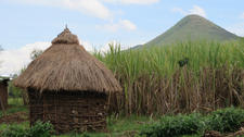 A sugar cane farm in Kenya A sugar cane farm in Kenya