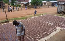 A cocoa farmer in Sierra Leone A cocoa farmer in Sierra Leone