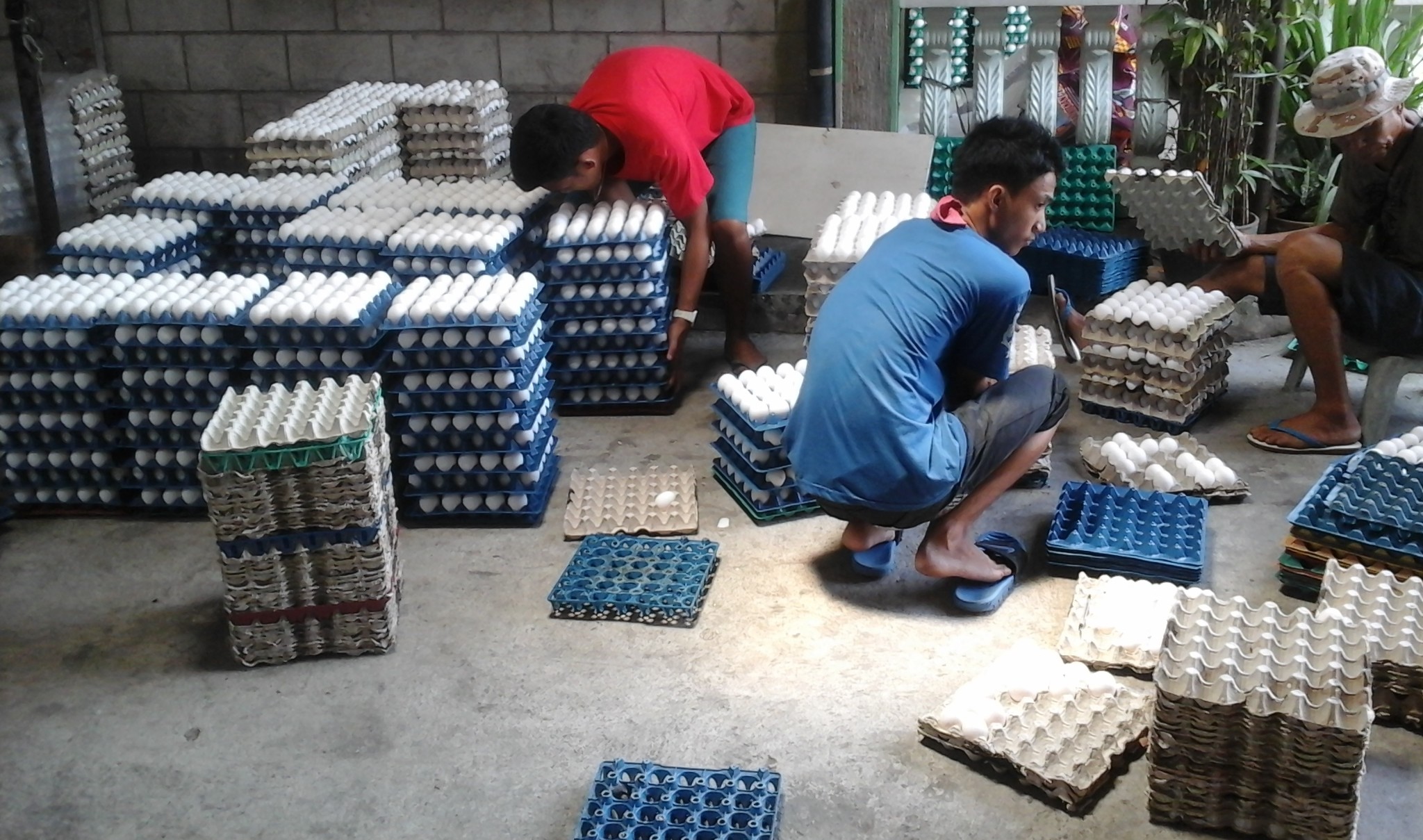 Farmhands organizing eggs in the Philippines Farmhands organizing eggs in the Philippines