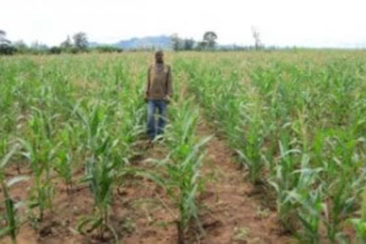 Savings Subsidies And Sustainable Food Security In Mozambique
