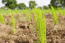 Farmers in Burkina Faso are selling more of their crops and taking on non-agricultural work Farmers in Burkina Faso are selling more of their crops and taking on non-agricultural work