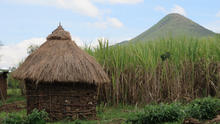 A sugar cane farm in Kenya A sugar cane farm in Kenya