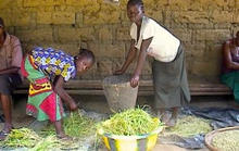 IPA takes ebola impact surveys in Sierra Leone for policymakers A young boy and girl gather rice in Sierra Leone