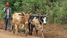 Cash_Cows.jpg Cash_Cows.jpg