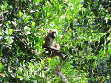 img_0137_5445062005_o.jpg A baboon sits in a Ugandan farmer's jackfruit tree