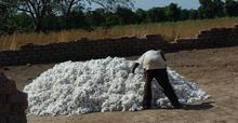 mali_farmer.jpg mali_farmer.jpg